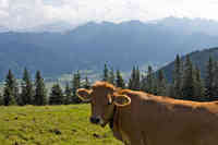 Kühe in den Bayerischen Alpen